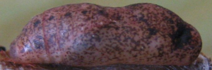 Pupae